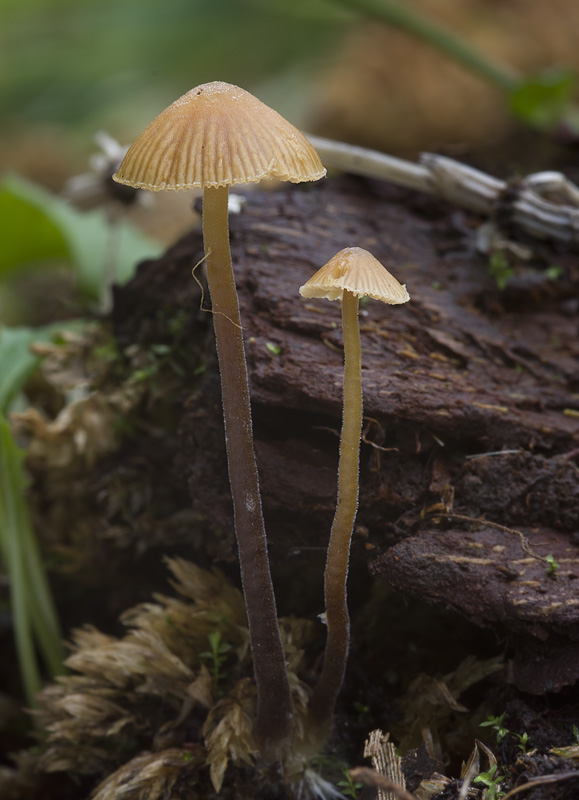 Galerina atkinsoniana